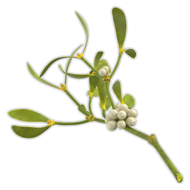 https://cinket.com/img/user/z_Images/public/adventuring-gear/Sprig of Mistletoe.png